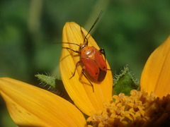 Neocapsus