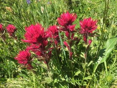 Castilleja parviflora