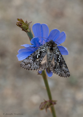Syngrapha rectangula