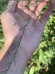 Asparagus officinalis