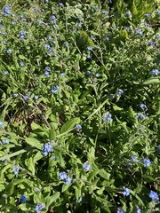 Myosotis sylvatica