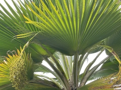 Pritchardia