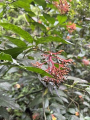 Palicourea padifolia