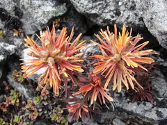 Castilleja rupicola