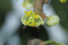 Pera arborea
