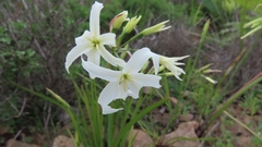 Leucocoryne ixioides