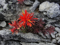 Castilleja rupicola