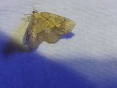 Nematocampa resistaria