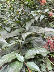 Palicourea padifolia