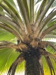 Pritchardia