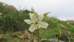 Leucocoryne ixioides