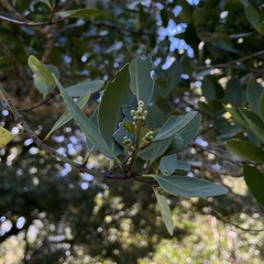 Laurelia sempervirens