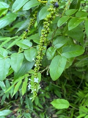 Gonzalagunia hirsuta