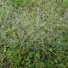 Eragrostis elliottii