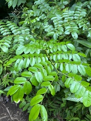 Gonzalagunia hirsuta