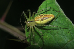 Peucetia rubrolineata