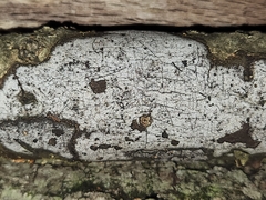 Biscogniauxia atropunctata