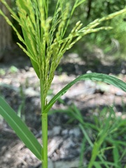 Panicum dichotomiflorum