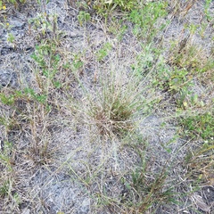 Eragrostis elliottii