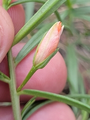 Talinum aurantiacum