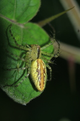 Peucetia rubrolineata