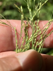 Panicum dichotomiflorum
