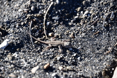 Sceloporus graciosus