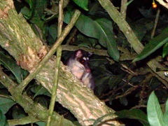 Philander opossum