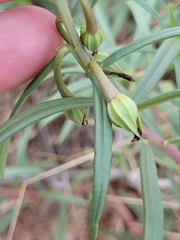 Talinum aurantiacum