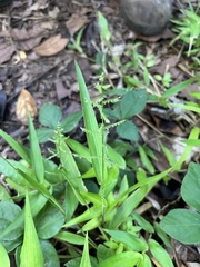 Paspalum paniculatum