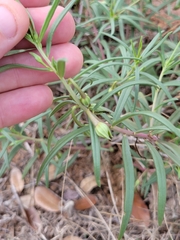 Talinum aurantiacum