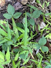 Paspalum paniculatum