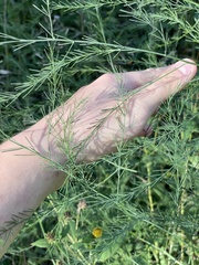 Asparagus officinalis