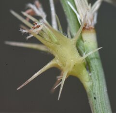 Cenchrus gracillimus