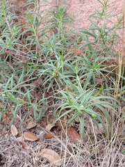 Talinum aurantiacum
