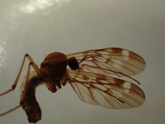 Sylvicola