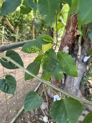 Trichostigma octandrum