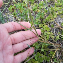 Cenchrus gracillimus