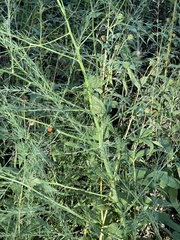 Asparagus officinalis