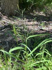 Panicum dichotomiflorum