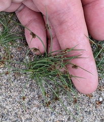 Cyperus subsquarrosus