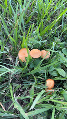 Marasmius oreades