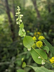 Fallopia scandens