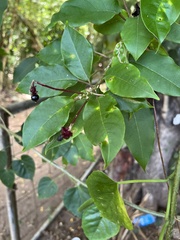 Trichostigma octandrum