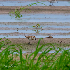 Calidris pusilla