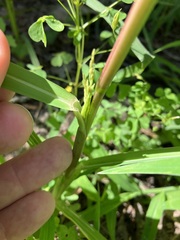 Panicum dichotomiflorum