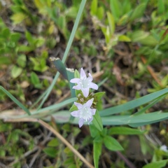 Richardia grandiflora