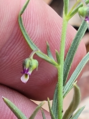 Pombalia verticillata