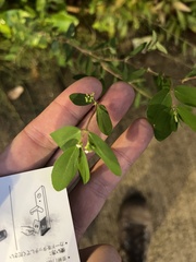 Euphorbia hypericifolia