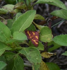 Pyrausta tyralis